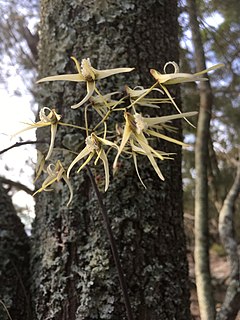 <i>Dendrobium teretifolium</i> Species of orchid