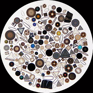 English: Circle of diatoms on a slide