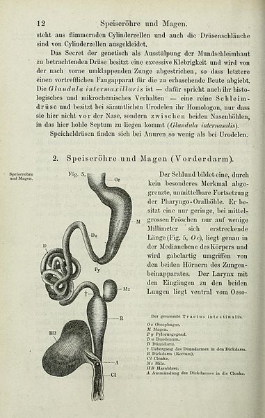 File:Die Anatomie des Frosches (Page 12) BHL33481755.jpg