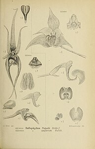 fig. 335 Bulbophyllum pahudii fig. 336 Bulbophyllum uniflorum