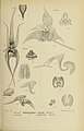 Bulbophyllum uniflorum figure 336 in: Johannes Jacobus Smith: Die Orchideen von Java Figuren-Atlas - 4. Heft Leiden (1911)