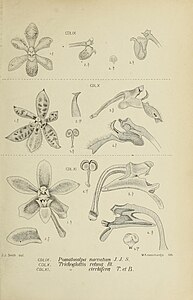 fig. 459 Pomatocalpa naevatum Pomatocalpa maculosum subsp. maculosum fig. 460 Trichoglottis retusa fig. 461 Trichoglottis cirrhifera