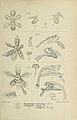 Pomatocalpa maculosum (as syn. Pomatocalpa naevatum) figure 459 in: Johannes Jacobus Smith: Die Orchideen von Java Figuren-Atlas - 6. Heft Leiden (1914)