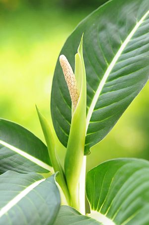 Dieffenbachia flour.jpg