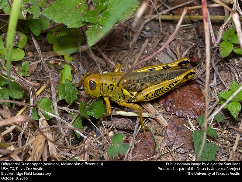 File:Differential Grasshopper (Acrididae, Melanoplus differentialis) (30327273820).jpg