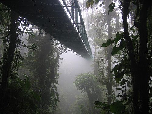 A canopy walkway disappearing into a cloud forest near Santa Elena, Costa Rica