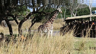 Dinosaur (Disney's Animal Kingdom) - Wikipedia