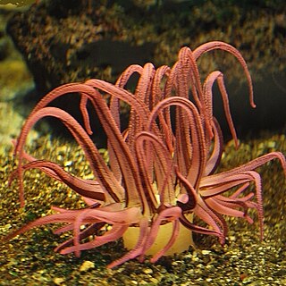 <i>Dofleinia armata</i> Species of sea anemone