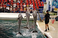 Dolphin show Varna 2.JPG