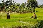 Donggongon Sabah Menhir-02.jpg