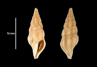 <i>Clathrodrillia wolfei</i> species of mollusc