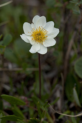 Dryas integrifolia