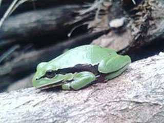 <span class="mw-page-title-main">Southern highland tree frog</span> Species of amphibian