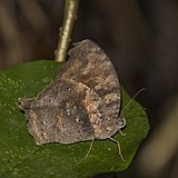 Dusky evening brown (Gnophodes chelys) underside.jpg