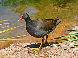 In swart reidhintsje (Gallinula tenebrosa)