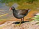 Dusky moorhen442.jpg