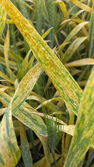 <span class="mw-page-title-main">Wheat yellow rust</span> Fungal disease of wheat