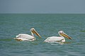Pelikane auf dem Tanasee