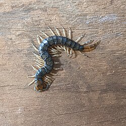 Eastern Bark Centipede (Hemiscolopendra marginata).jpg