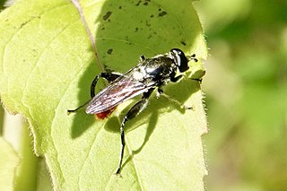 <i>Xylota bicolor</i> Species of fly