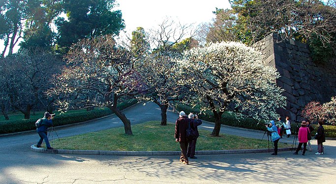 The first early Japanese cherry blossoms (緋櫻毬) are photographed in February 2008 at Edo Castle (江戸城) East Garden Tokyo (東京都) Chiyoda Ward, Japan