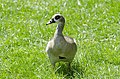 * Nomination Egyptian goose female. That's the last duck, I promise. ;) Again, I'd love a second opinion on the sharpness.--Peulle 10:47, 14 July 2018 (UTC)  Oppose Eyes and head should be sharp not the chest. Sorry. --Ermell 10:59, 14 July 2018 (UTC) I agree with Ermell, heh. --GerifalteDelSabana 11:19, 14 July 2018 (UTC) Thanks.--Peulle 11:24, 14 July 2018 (UTC) * Decline {{{2}}}