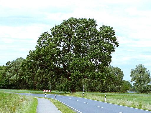 Eiche an der Kreisstraße nördlich Blyinghausen