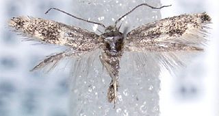<i>Elachista atrisquamosa</i> Species of moth