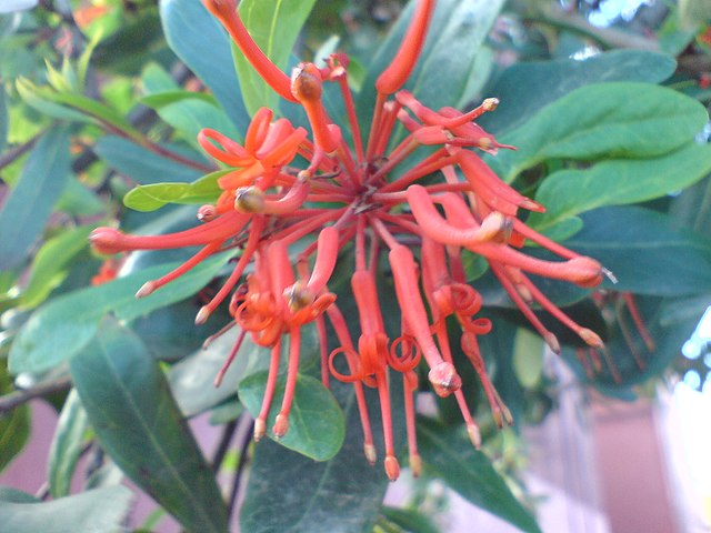 File:Embothrium_coccineum_(wikixexo).jpg