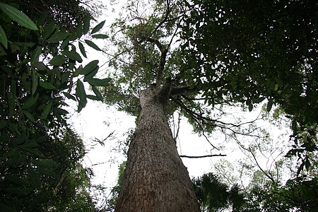 Eucalyptus microcorys