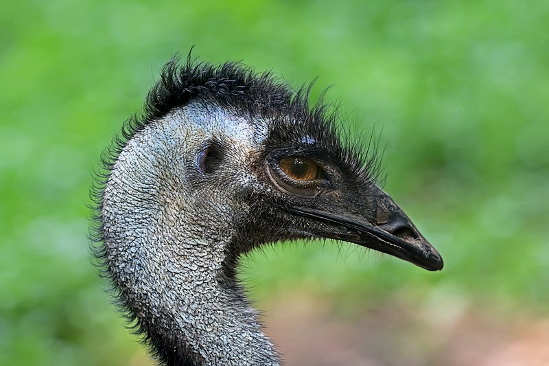 File:Emu portrait.jpg