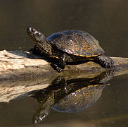 Fotografia de uma tartaruga de lagoa ou tartaruga do pântano.