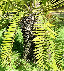 Encephalartos longifolius