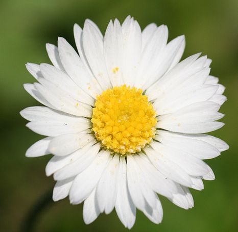 Bellis perennis has one botanical name and many common names, including perennial daisy, lawn daisy, common daisy, and English daisy.