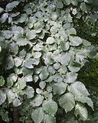 English elm foliage.jpg