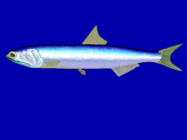 Pelagic Fish