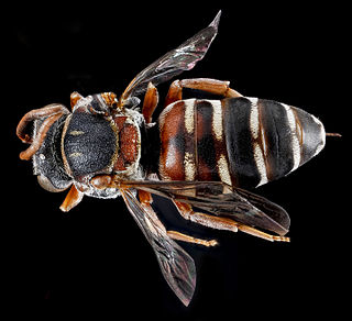 <i>Epeolus zonatus</i> Species of bee