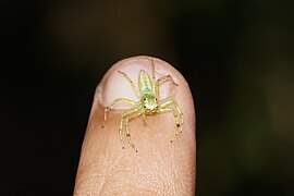 Epeus flavobilineatus? 06178.jpg