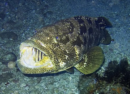 Grouper are ambush predators with a powerful sucking system that sucks their prey in from a distance