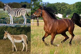 Equus species.jpg