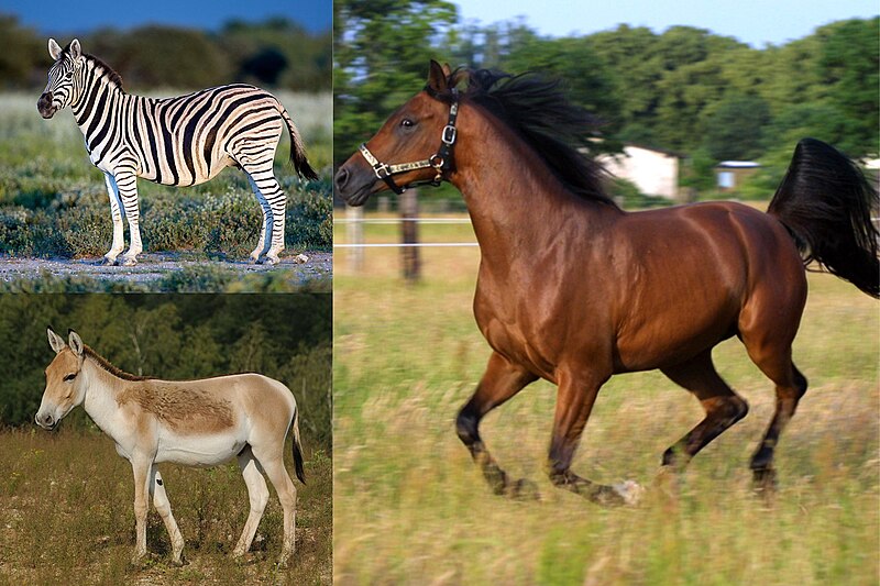Equus (genus) - Wikipedia