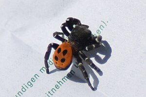 Ring-footed tube spider (Eresus sandaliatus), male