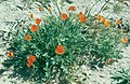 Lemmon's poppy (Eschscholzia lemmonii)