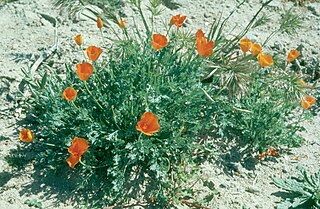 <i>Eschscholzia lemmonii</i> Species of flowering plant