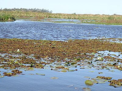 Une lagune dans les Esteros del Iberá
