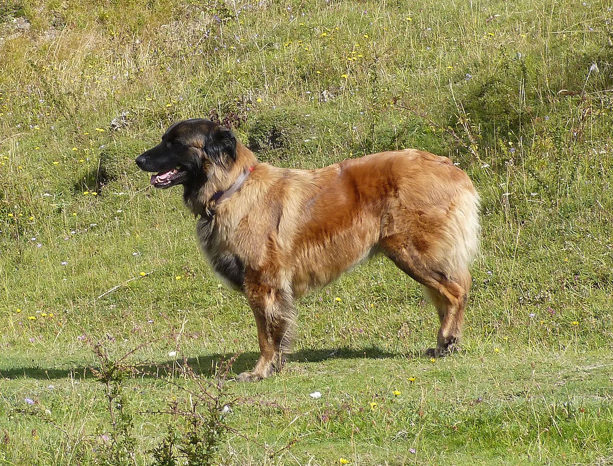 File:Estrela Dog, bitch (20249089853).jpg - Wikimedia Commons