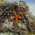 La estrella roja del Mediterráneo (Echinaster sepositus) es una especie de estrella de mar de la familia Echinasteridae. Se encuentra en el Mediterráneo y en el este del Océano Atlántico, desde el norte de Gran Bretaña hasta el sur de Mauritania y Cabo Verde. Vive en lugares rocosos, arenosos y posidonia. Por Poco a poco.