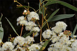<i>Eucalyptus amygdalina</i> Species of eucalyptus