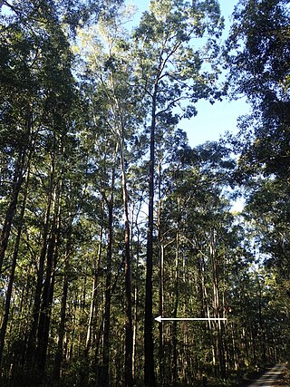 <i>Eucalyptus fusiformis</i> Species of eucalyptus
