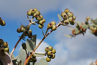 fruit Eucalyptus gillii fruit.jpg